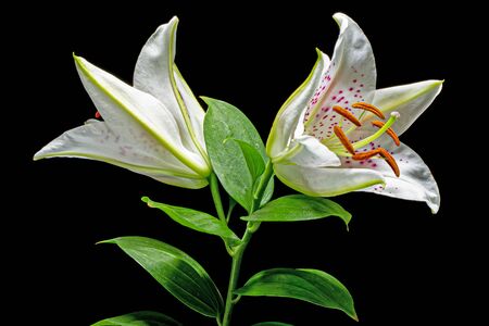 Two flowers of white oriental lily, isolated on black backgroundの写真素材