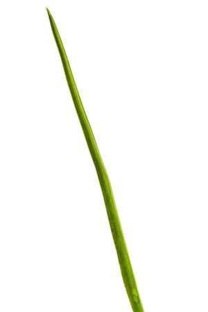 Leaf of wild hyacinth, lat. Hyacinthoides hispanica, isolated on white backgroundの写真素材