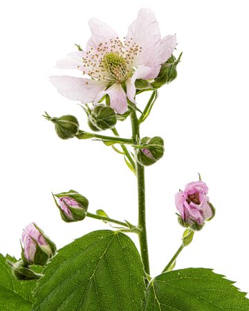 Flowers of blackberry, lat. Rubus fruticosus, isolated on white backgroundの写真素材