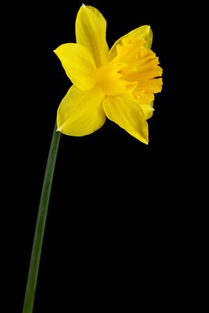 Flower of yellow Daffodil (narcissus), isolated on black backgroundの写真素材