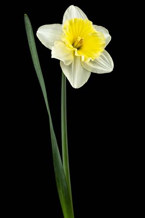 Flower of white Daffodil (narcissus), isolated on black backgroundの写真素材