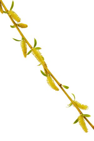 A Eurasian weeping willow with trailing branches and foliage, isolated on white backgroundの写真素材