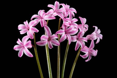 Bouquet of pink flowers of hyacinth, isolated on black backgroundの写真素材