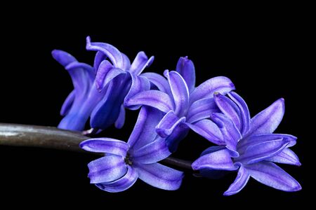 Violet flowers of hyacinth, isolated on black background