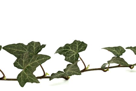 Ivy branch with green foliage, isolated on white backgroundの写真素材