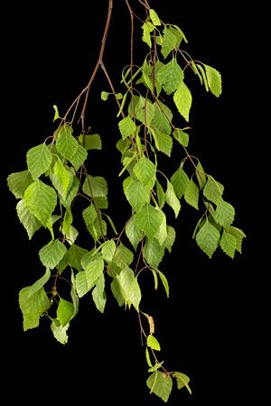 Sprig of birch with young foliage, on black backgroundの写真素材