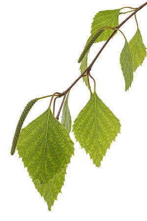Sprig of birch with young foliage, on white backgroundの写真素材