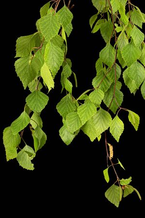 Sprig of birch with young foliage, on black backgroundの写真素材