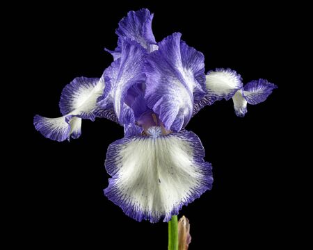 Blue white striped flower of iris, isolated on black backgroundの写真素材