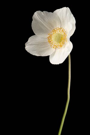 White flower of anemone, isolated on  black backgroundの写真素材