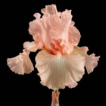Pink flower of iris, isolated on black backgroundの写真素材