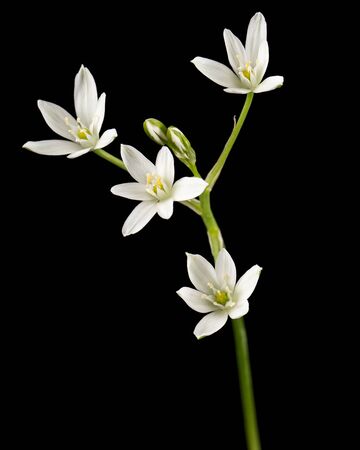 White flower of ornithogalum, isolated on black backgroundの写真素材