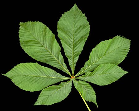 Green chestnut leafs (Aesculus hippocastanum), isolated on black background の写真素材