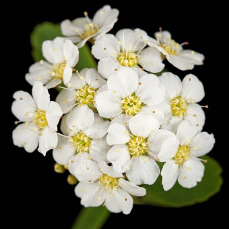 White flowers of Spirea aguta or Brides wreath, isolated on black background