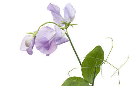 Flowers of sweet pea, isolated on white background