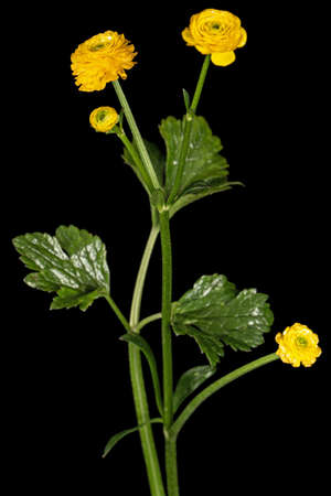 Flower of buttercup, isolated on black background