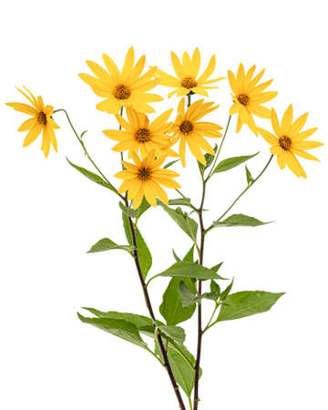 Flowers of Jerusalem Artichoke (Earth Apple), lat. Helianthus tuberosus L. or girasol, isolated on white backgroundの写真素材