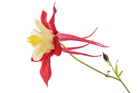 Red flower of aquilegia, blossom of catchment closeup, isolated on white backgroundの写真素材