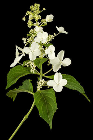 Inflorescence of hydrangea, isolated on black background