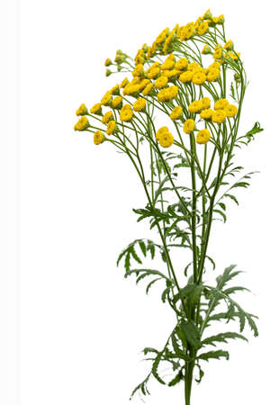 Flowers the medicinal plant of tansy, lat. Tanacetum vulgare, isolated on white backgroundの写真素材