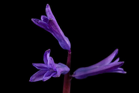 Violet flowers of hyacinth, isolated on black background