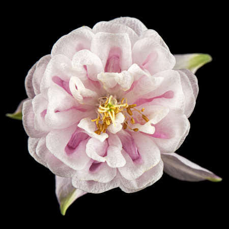 Pink flower of aquilegia, blossom of catchment closeup, isolated on black backgroundの写真素材