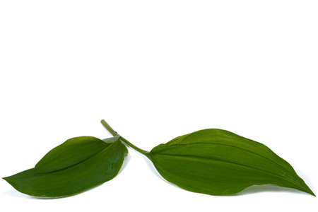 Green leaves of lily of the valley, lat. Convallaria majalis, isolated on white background.