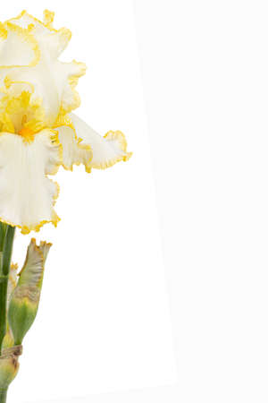 Yellow flower of iris, isolated on white background.