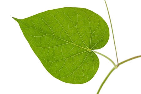 Leaf of ipomoea, Japanese morning glory, convolvulus, isolated on white background