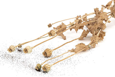 Dried poppy boxes and stems, isolated on white backgroundの写真素材