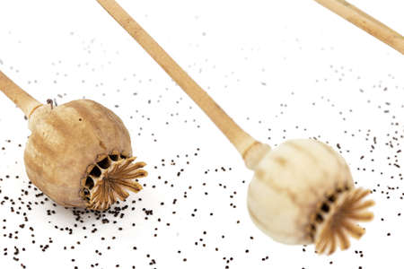 Dried poppy boxes and spilled seeds, isolated on white background