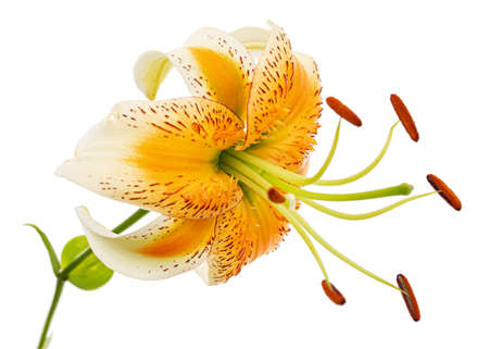 Yellow-orange lily flower, isolated on white backgroundの写真素材