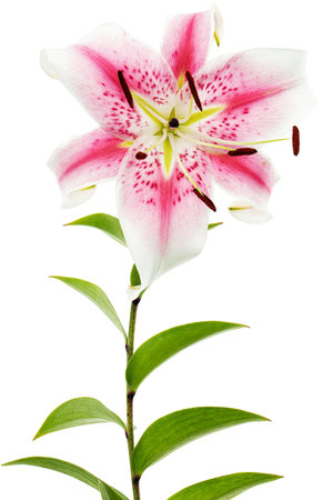 Big white-pink flower of lily, isolated on white backgroundの写真素材
