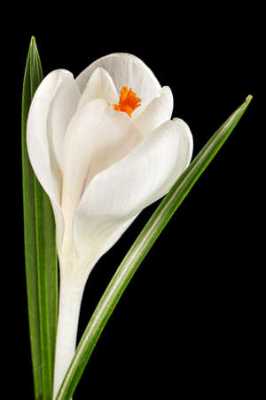White flower of crocus, isolated on black backgroundの写真素材