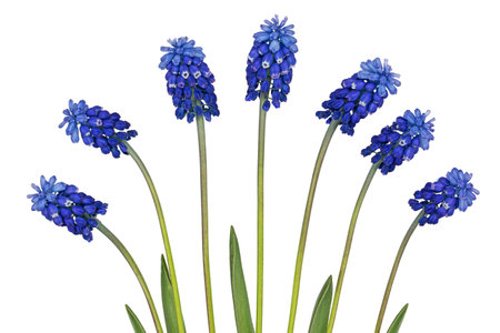 Flowers of muscari, isolated on white backgroundの写真素材