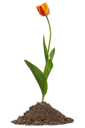 Blossom flower of tulip growing from heap of soil, isolated on white backgroundの写真素材