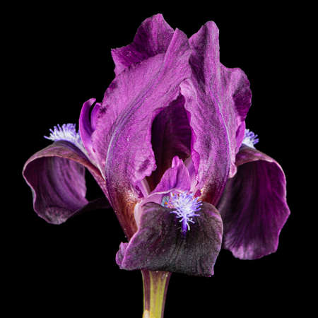 Burgundy-purple flower of dwarf bearded iris, isolated on black backgroundの写真素材