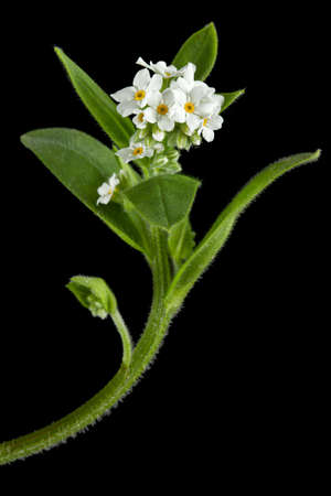 White flowers of Forget-me-not (Myosotis arvensis), isolated on black backgroundの写真素材