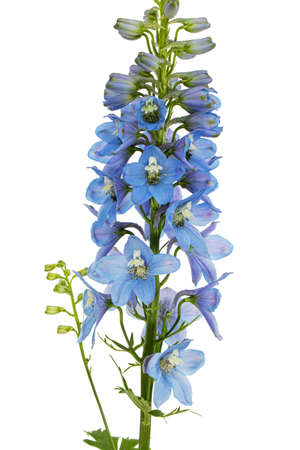 Inflorescence of blue delphinium flowers, lat. Larkspur, isolated on white backgroundの写真素材