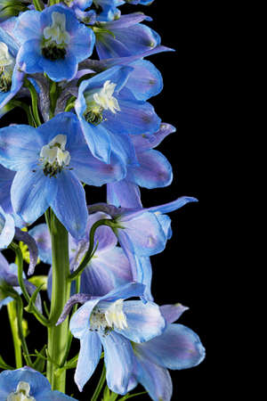 Inflorescence of blue delphinium flowers, lat. Larkspur, isolated on black backgroundの写真素材