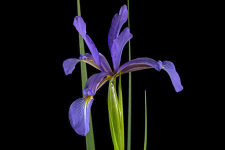 Violet flower of marsh iris, lat. Iris pseudacorus, isolated on black backgroundの写真素材