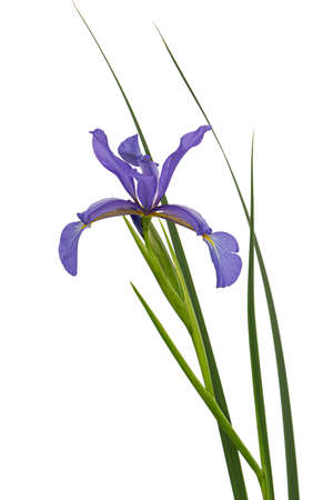 Violet flower of marsh iris, lat. Iris pseudacorus, isolated on white backgroundの写真素材