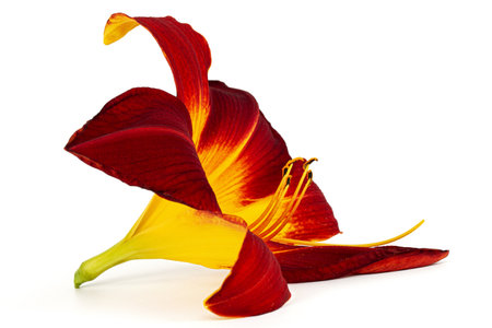Burgundy-yellow flower of daylily, lat. Hemerocallis, isolated on white backgroundの写真素材