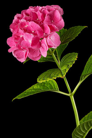 Inflorescence of the pink flowers of hydrangea, isolated on black background