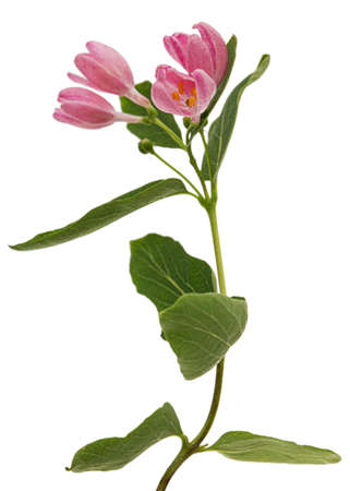 Opening buds of Tatar honeysuckle, isolated on white backgroundの写真素材