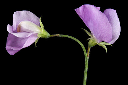 Violet flower of sweet pea, isolated on black background