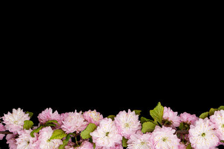 Border for framing from flowering almond branch, isolated on black background