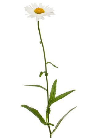 White flower of chamomile, lat. Matricaria, isolated on white backgroundの写真素材