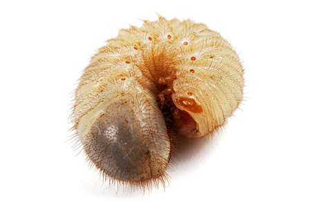 May beetle larvas, lat. Melolontha, Phyllophaga, isolated on white background