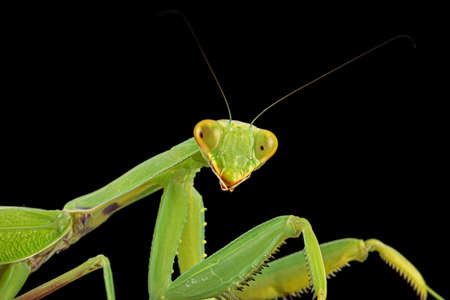 Mantis ordinary or mantis religious, isolated on black background